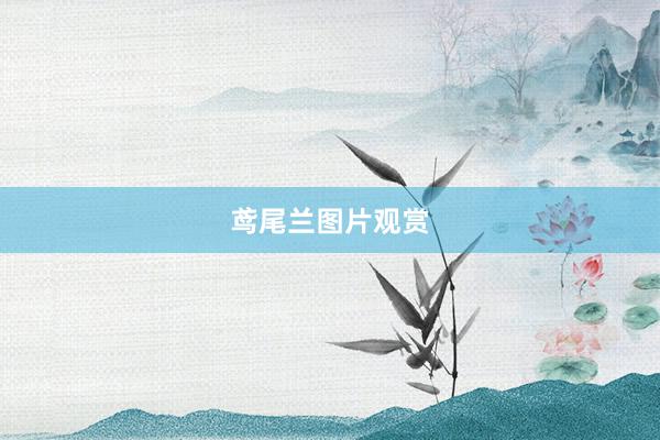 鸢尾兰图片观赏